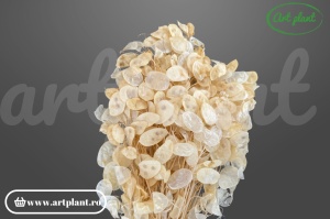 Lunaria Small Alb/Crem