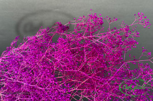 Mini gypsophila erika - Img 1