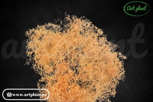 Mini gypsophila peach