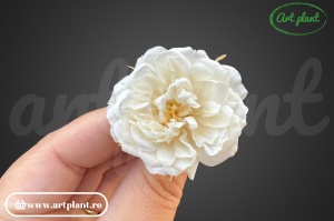 Mini Rose Green Ice