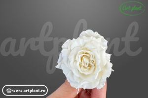 Mini Rose Romantic stabilizate light beige