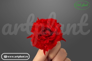 Mini Rose Romantic stabilizate Rosu Scarlet