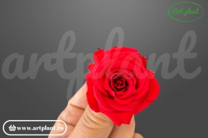 Mini roză stabilizată roșu deschis Ora03 Ø 3 cm, producător Rose Amor Ecuador, Art Plant
