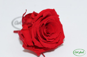 Mini Roze Rosu Red02 - Img 2
