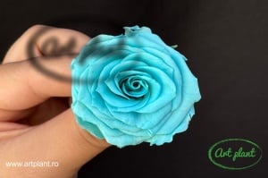 Mini Roze Turquoise Blu02
