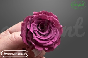 Mini Roze Warmi Roz Prafuit Vio02