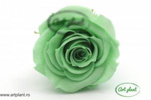 Mini Roze Warmi Verde Deschis Gre04