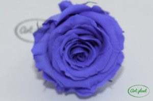 Mini Roze Warmi Violet Vio01 - Img 4