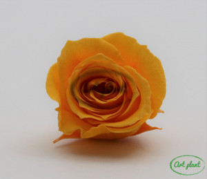 Miniroze criogenate princess galben