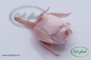 Miniroze Criogenate Roz Deschis XS - Img 1