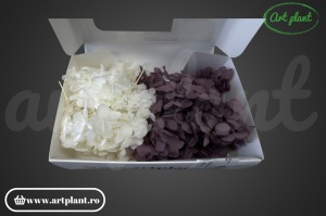 Mix Hortensie Stabilizată – Set cu 2 Culori Naturale - Img 1