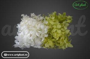 Mix Hortensie Stabilizată – Set cu 2 Culori Naturale - Img 1