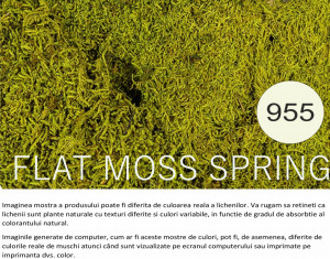 Muschi plat