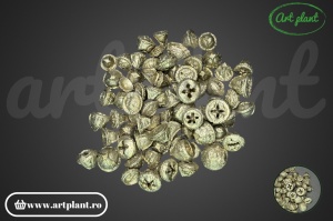 Nasturi eucalipt champagne
