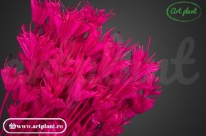 Nigella orientalis fuxia (G)