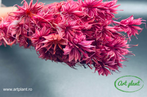 Nigella Orientalis Lila ( Roz - Lila ) - Img 1