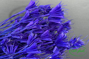 Nigella orientalis violet - Img 2