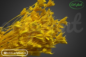 Nigella orientalis yellow (G) - Img 1