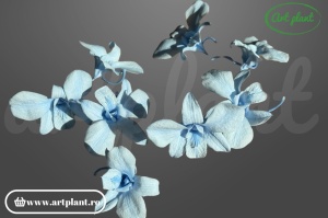 Orhidee Dendrobium Light Blue - Img 2
