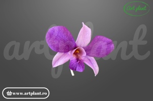Orhidee Dendrobium Mov
