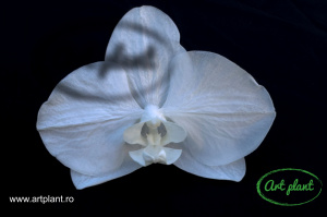 Orhidee Phalaenopsis Pure White - Img 4