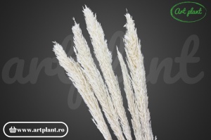 Pampas Cime di canna (G)