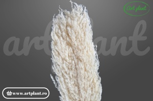 Pampas Eryanthus ivoire