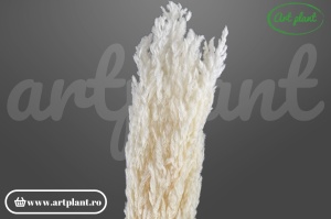 Pampas Eryanthus ivoire