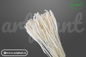 Phleum Alb (G)