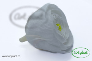 Ranunculus Criogenat Alb Whi01 - Img 2