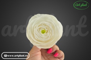 Ranunculus Criogenat Alb Whi01 - Img 1