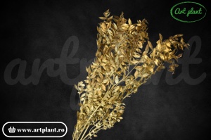 Ruscus Auriu - Img 2