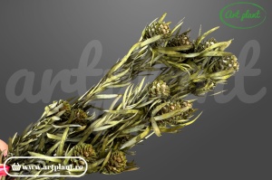 Salignum stabilizat verde female plantă stabilizată verde pentru aranjamente florale și buchete, ArtPlant Romania