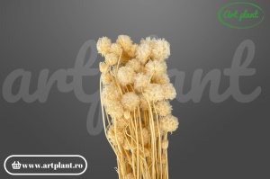 Scabiosa alb crem