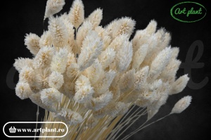 Detaliu talaris alb uscat, spic decorativ natural, aspect delicat