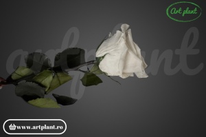 Trandafir criogenat Alb-Crem Whi04 cu tijă, 30 cm