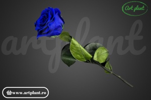 Trandafir criogenat Albastru Blu03 cu tijă, 30 cm