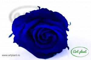 Trandafir Criogenat Albastru Blu03