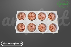 Trandafir criogenat Antique Pink L