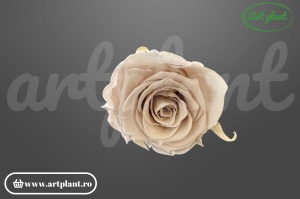 Trandafir criogenat Grey L