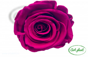 Trandafir criogenat Hot Pink XL