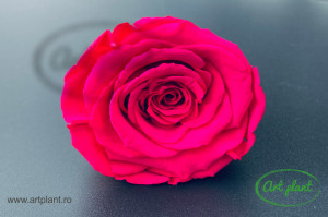 Trandafir Criogenat L Hot Pink Pin03 - Img 1