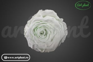 Trandafir Criogenat L Light Green Gre89 - Img 1