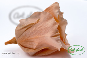 Trandafir Criogenat L Peach Pea01 - Img 2