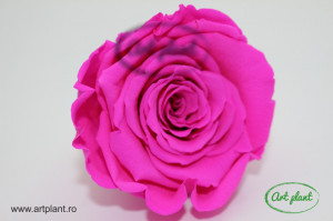 Trandafir Criogenat L Roz Fuchsia Pin07