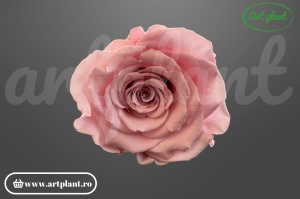 Trandafir Criogenat L Roz Pal Pin04 - Img 3