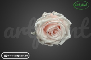 Trandafir criogenat Pink Blush L - Img 4