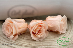Trandafir criogenat Porcelain Pink M - Img 2