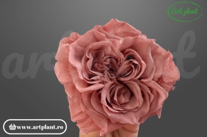 Trandafir criogenat Romantic dusty pink