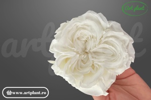 Trandafir criogenat Romantic ivory